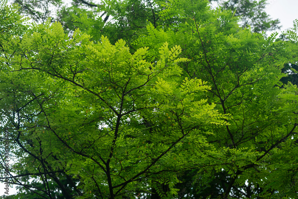Fototapeta premium Bright green acacia leaves on a summer day