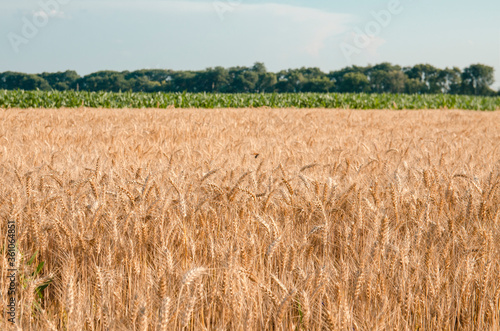 Barley field agriculture concept
