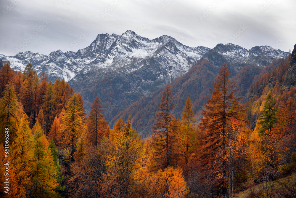 autumn alpine panorama
