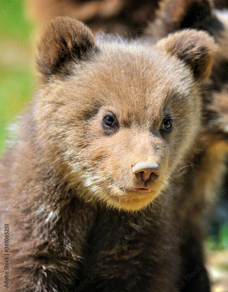 Obraz premium Portrait of small teddy bear in natural habitat