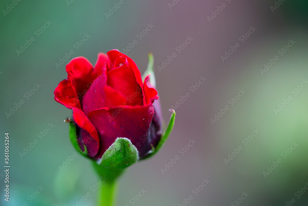 Obraz premium red rose with water drops