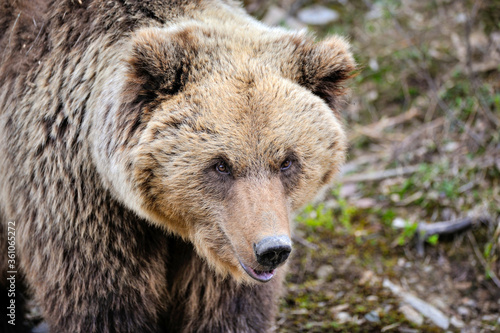 Portrait of brown bear. European brown bear in natural habitat.