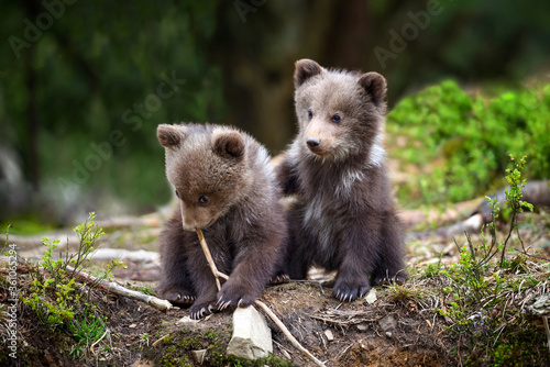 Fotografie, Obraz Two little brown bear cub are playing in summer forest