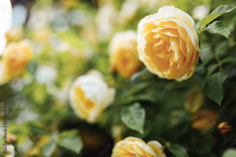 Bushes of very beautiful yellow roses. Flowering time, natural flower ...