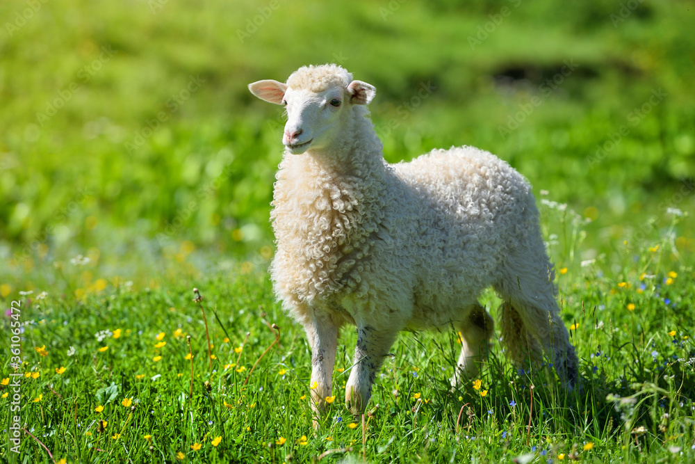 Fototapeta premium A sheep in a meadow on green grass. Sunny summer day