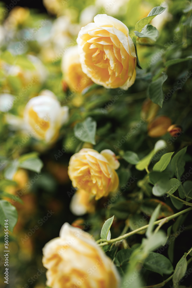 Bushes of very beautiful yellow roses. Flowering time, natural flower ...