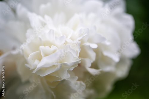 white peony