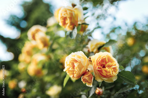 Bushes of very beautiful yellow roses. Flowering time, natural flower fence. Gardening, plants for landscape design.