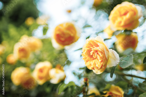 Bushes of very beautiful yellow roses. Flowering time, natural flower fence. Gardening, plants for landscape design.
