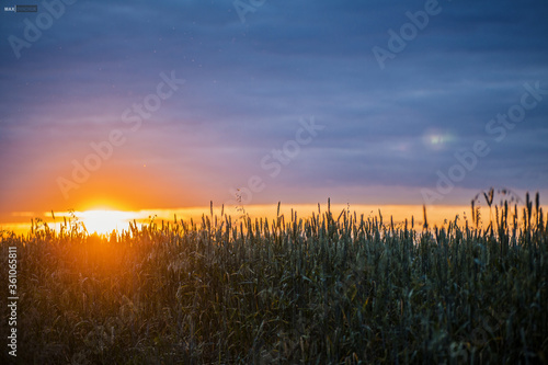 wheat rye field sunset landscape