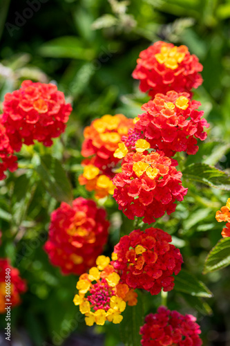 Colorful Hedge Flower Lantana or Weeping Lantana