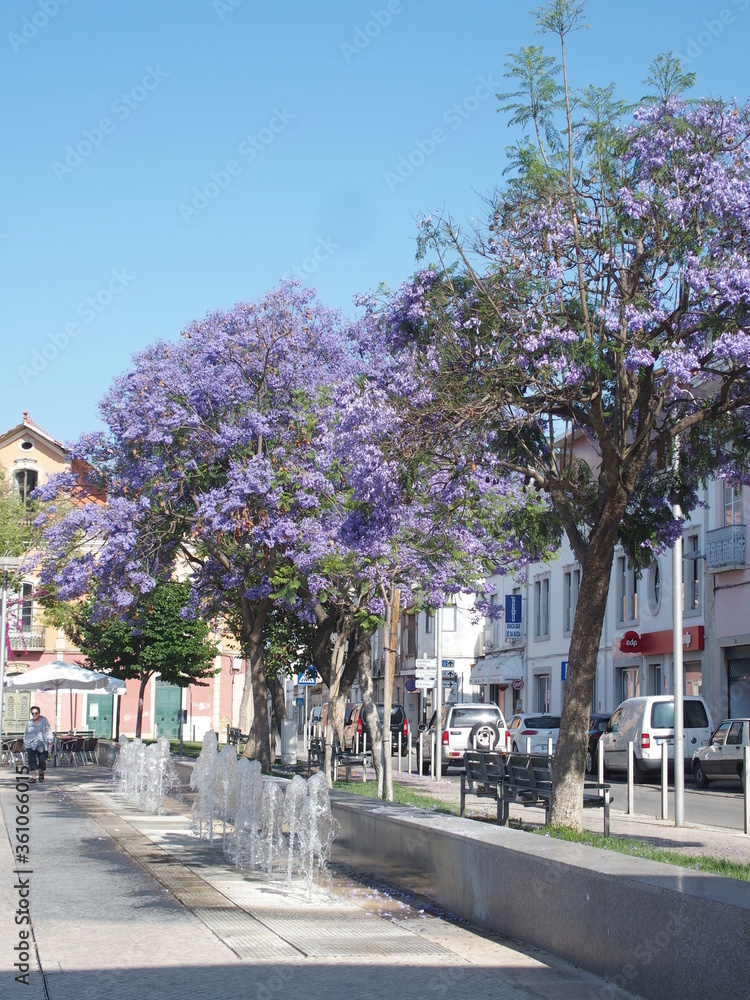 Blühende Jacaranda Bäume in Loule in Portugal
