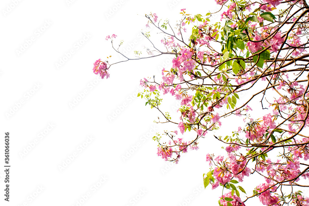Close up pink flowers tree on white