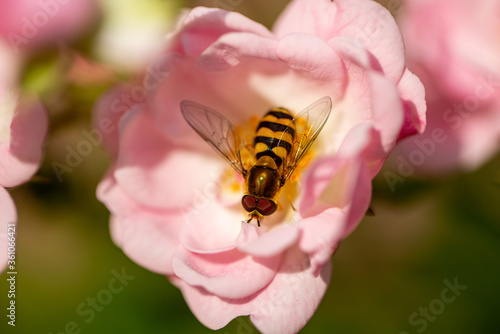 bee on a pink rose macro