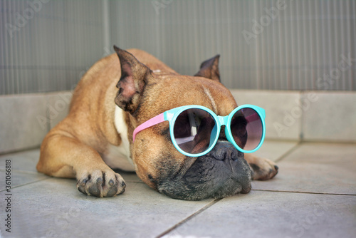 Fototapeta Naklejka Na Ścianę i Meble -  Brown French Bulldog dog lying relaxed in shade in summer wearing colorful sunglasses for children