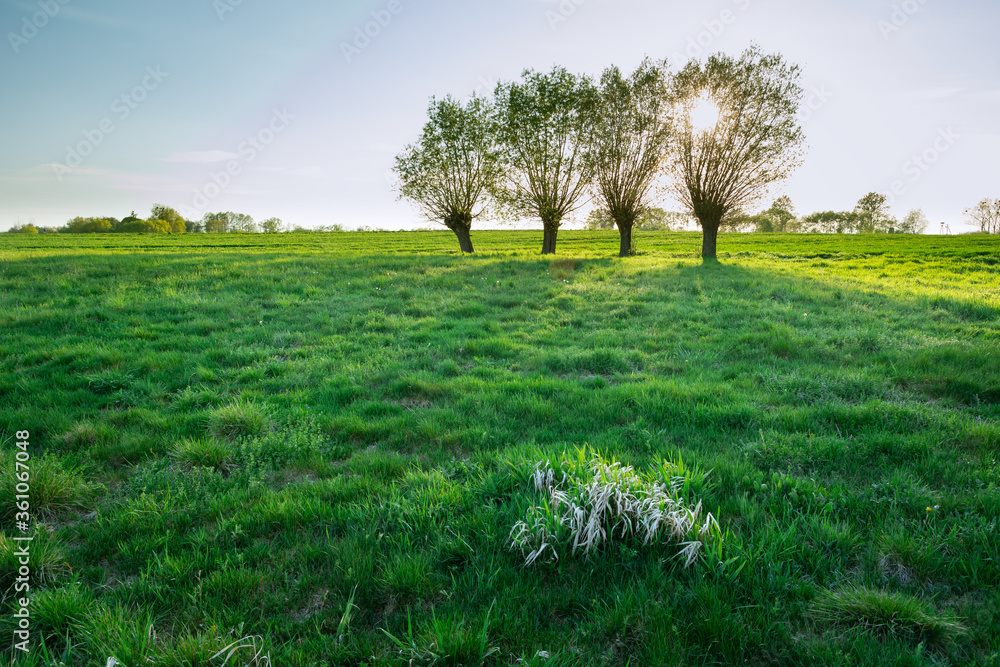 Green meadow and sun behind willow trees Green meadow and sun behind willow trees