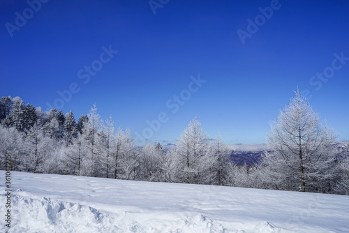 【霧氷イメージ】青空と繊細な霧氷 © travel