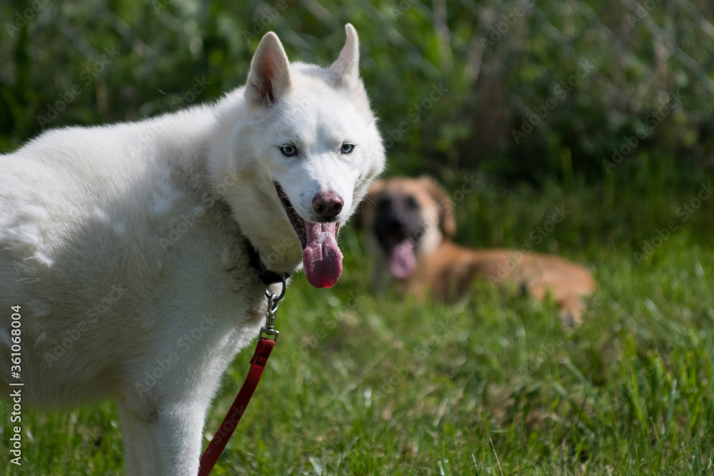 portrait of a white dog portrait of a white dog