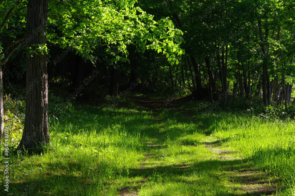 初夏の晴れた日の森に続く歩道。北海道、日本。