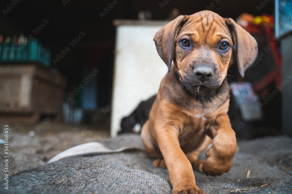 portrait of little cute brown puppy