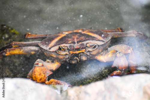 Fresh Water Crab