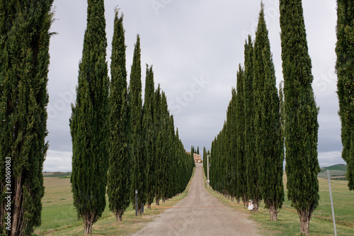 traditional Tuscan natural landscape with cypresses
