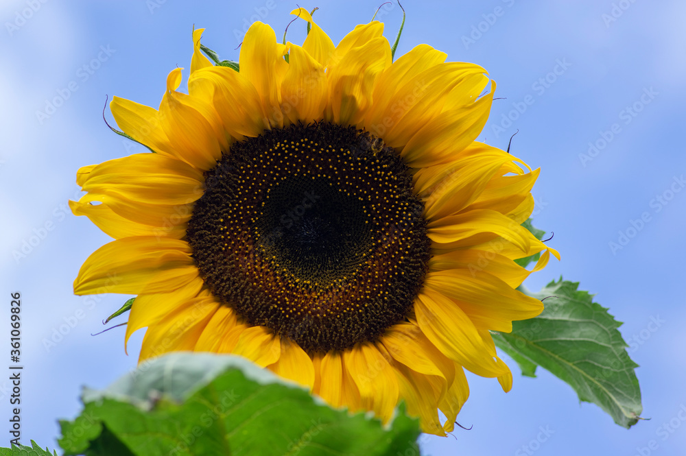 Helianthus annuus common sunflower in bloon, big beautiful flowering plant, green stem and foliage, flower against blue sky Helianthus annuus common sunflower in bloon, big beautiful flowering plant, green stem and foliage, flower against blue sky