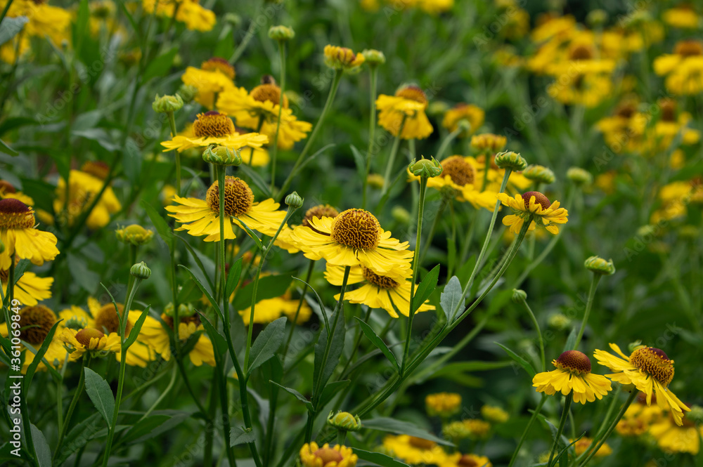 Helenium autumnale common sneezeweed in bloom, bunch of yellow brown flowering flowers Helenium autumnale common sneezeweed in bloom, bunch of yellow brown flowering flowers