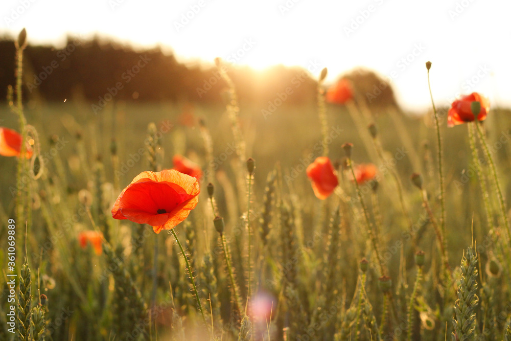 Fototapeta premium field of poppies