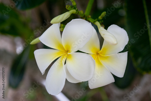 white frangipani flower, Champa flower