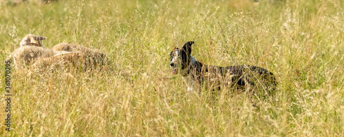 A border collie shepherd keeping the sheets in a field 