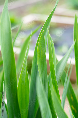 Pale green leaves of irises in the garden