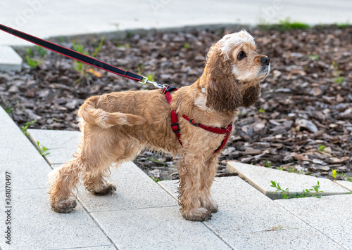 Obraz na płótnie Young cocker spaniel walks on a leash