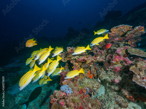 A school of bluestripe snapper and hard corals