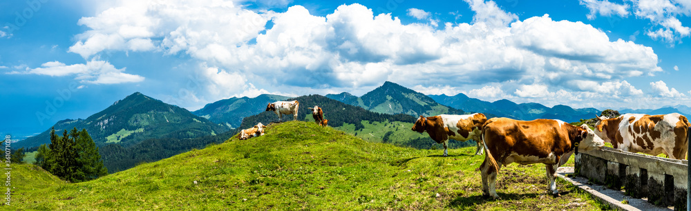 cow at the kranzhorn mountain in austria