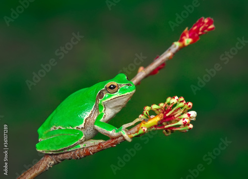 Beautiful Europaean Tree frog Hyla arborea 
