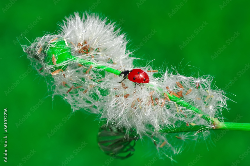 Fototapeta Beautiful ladybug on leaf defocused background