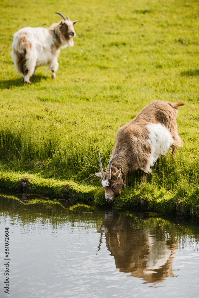 goats graze on grass near river, drinking water