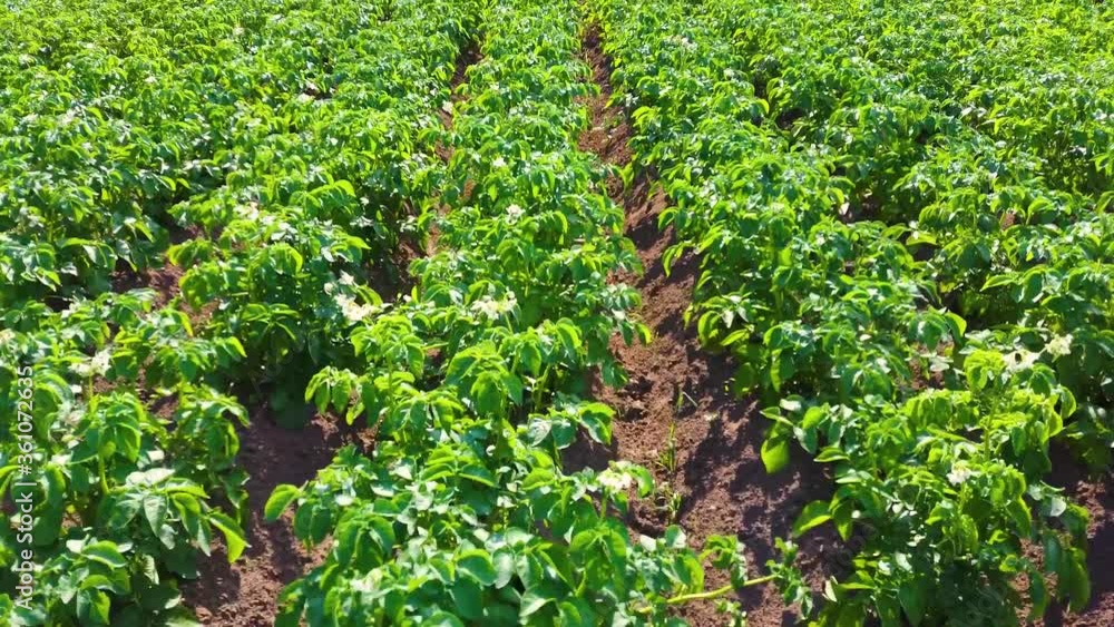 Field of Green Potato Bushes. Top View of Potato Field. White Blooming Potato Flower on Farm Field. Organic Vegetable Concept. Field of Green Potato Bushes. Top View of Potato Field. White Blooming Potato Flower on Farm Field. Organic Vegetable Concept.