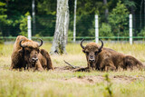 herd of European bison in Białowieża Forest national park zoo