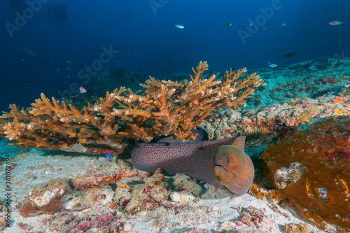 Giant moray under the coral