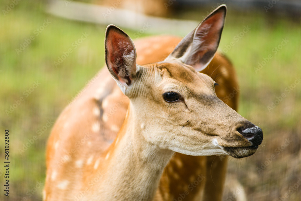 Close up portrait of young dappled deer