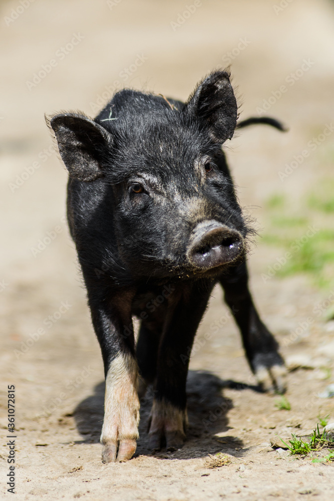 young hairy black farm pig in farm at countryside young hairy black farm pig in farm at countryside