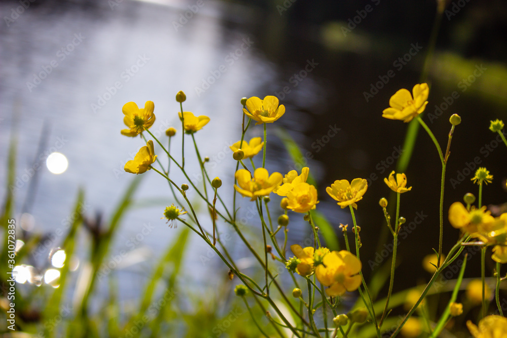 Obraz premium Yellow flower in a green field. Beautiful and quiet environment.