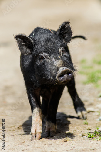 young hairy black farm pig in farm at countryside