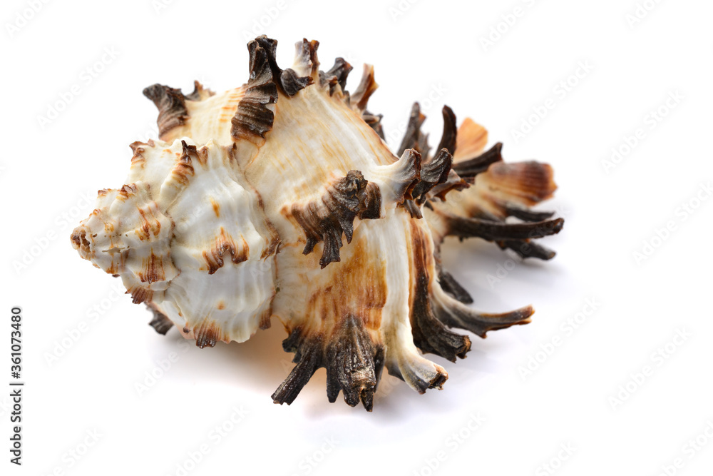 Murex seashell, close-up, on a white isolated background, horizontal view, close-up Murex seashell, close-up, on a white isolated background, horizontal view, close-up