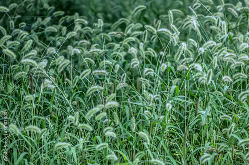 Setaria viridis (L.) Beauv grass weed
