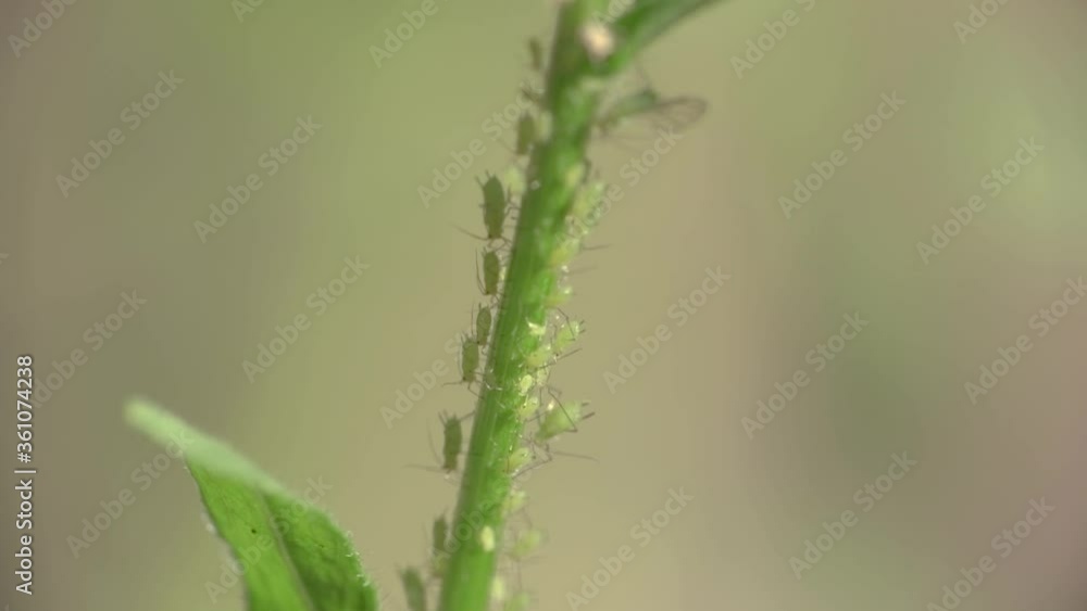 Green Aphids on Daisy stem Green Aphids on Daisy stem