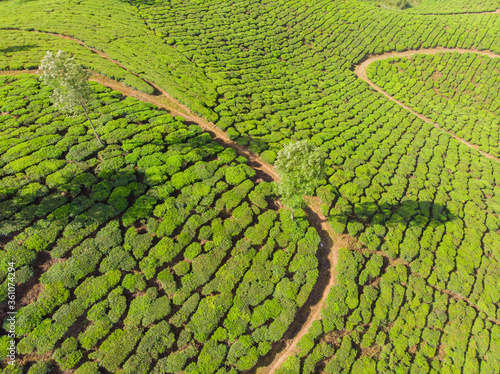 Aerial view of tea plantations near the city of Munar. India. photo