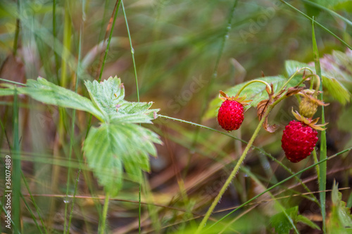 Wild red strawberries in the forest background after the rain  close up